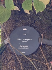 Tilia × europaea