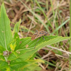 Spilostethus rivularis