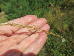 Achnatherum sibiricum