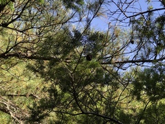 Pseudotsuga wilsoniana