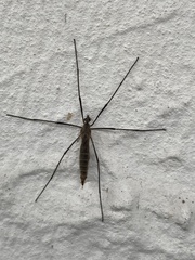 Tipula pagana