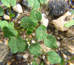 Malva multiflora