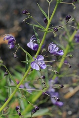 Rotheca hirsuta