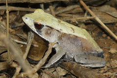 Clinotarsus curtipes