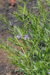 Rotheca hirsuta