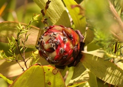 Leucadendron pubibracteolatum