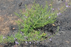 Rotheca hirsuta