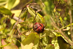 Leucadendron pubibracteolatum