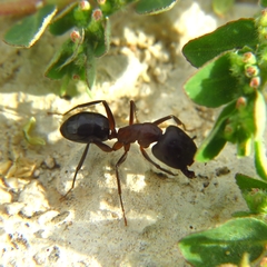 Camponotus sylvaticus