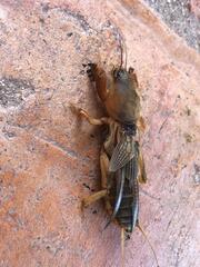 Gryllotalpa vineae