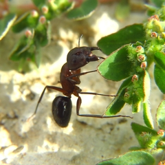 Camponotus sylvaticus