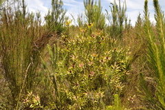 Leucadendron pubibracteolatum