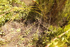 Leucadendron pubibracteolatum