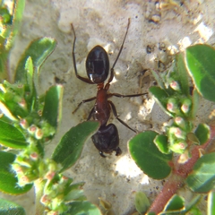 Camponotus sylvaticus