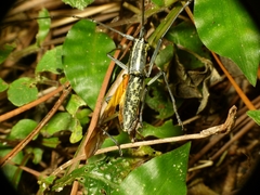 Macrochenus tigrinus