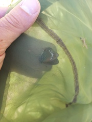 Coenonympha gardetta darwiniana