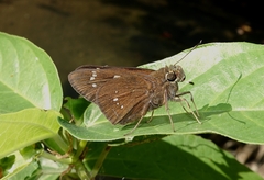 Pelopidas assamensis