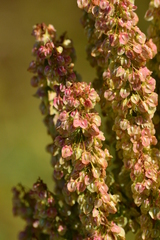 Rumex verticillatus