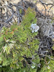 Paranomus abrotanifolius