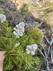 Paranomus abrotanifolius