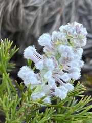 Paranomus abrotanifolius