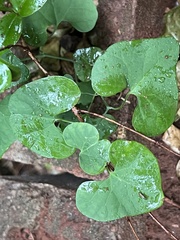 Aristolochia littoralis