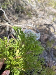 Paranomus abrotanifolius