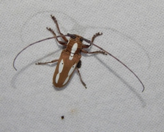 Prosopocera murrea