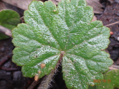Hydrocotyle laxiflora