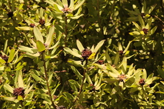 Leucadendron pubibracteolatum