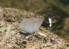 Curetis acuta