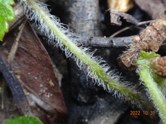 Hydrocotyle laxiflora