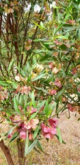 Dodonaea viscosa spatulata