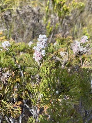 Paranomus abrotanifolius