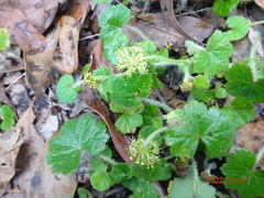 Hydrocotyle laxiflora