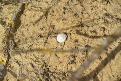 Xeroplexa intersecta