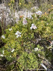 Paranomus abrotanifolius