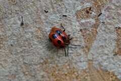 Endomychus coccineus