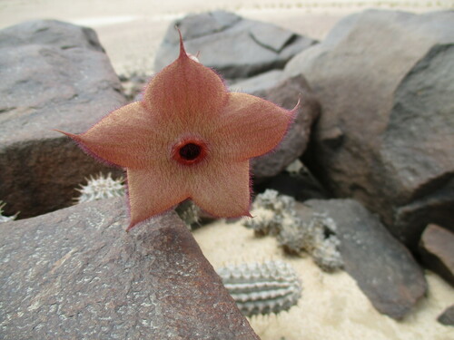 Image of Hoodia currorii by no rights reserved