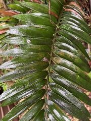 Encephalartos natalensis