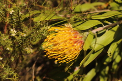 Leucospermum cuneiforme