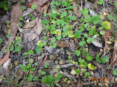 Hydrocotyle laxiflora