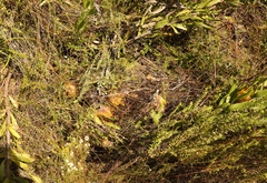 Leucospermum cuneiforme