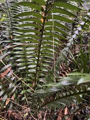 Encephalartos natalensis