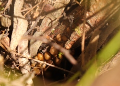 Leucospermum cuneiforme