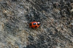 Endomychus coccineus