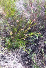 Erica multumbellifera
