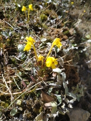 Pedicularis longiflora