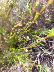 Erica multumbellifera