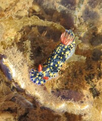 Hypselodoris infucata